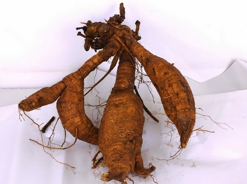 葛根 葛根