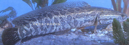 黑鱼 黑鱼