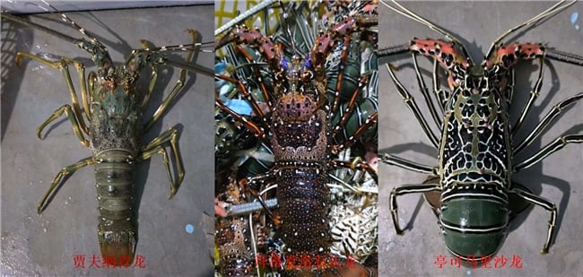 饕餮至尊 | 斯里兰卡青蟹与龙虾：来自印度洋的野生“双王”，海鲜界当之无愧的天花板