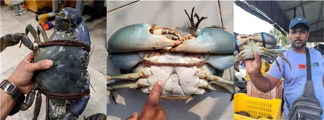 饕餮至尊 | 斯里兰卡青蟹与龙虾:来自印度洋的野生“双王”,海鲜界当之无愧的天花板 饕餮至尊 | 斯里兰卡青蟹与龙虾:来自印度洋的野生“双王”,海鲜界当之无愧的天花板