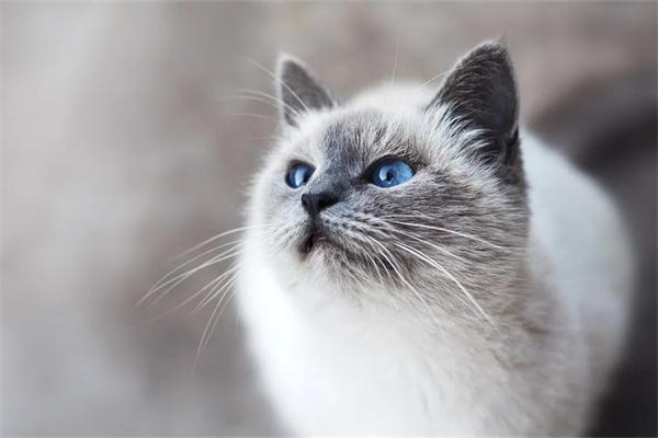 猫咪泪囊炎的主要病因 猫咪泪囊炎的主要病因