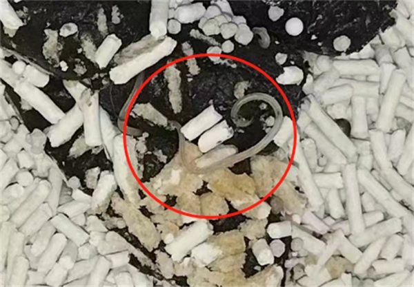 狗狗驱虫药测评 狗狗驱虫药测评