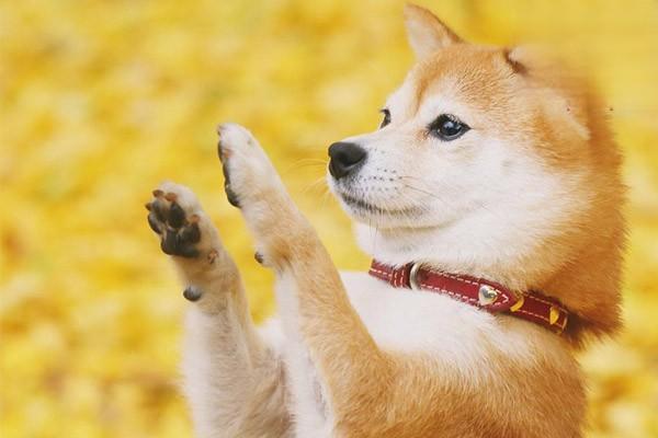 犬冠状病毒治疗方案 犬冠状病毒治疗方案