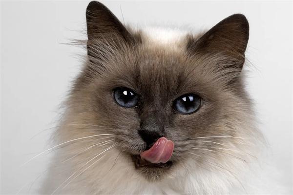 猫咪为什么会得尿毒症? 猫咪为什么会得尿毒症?