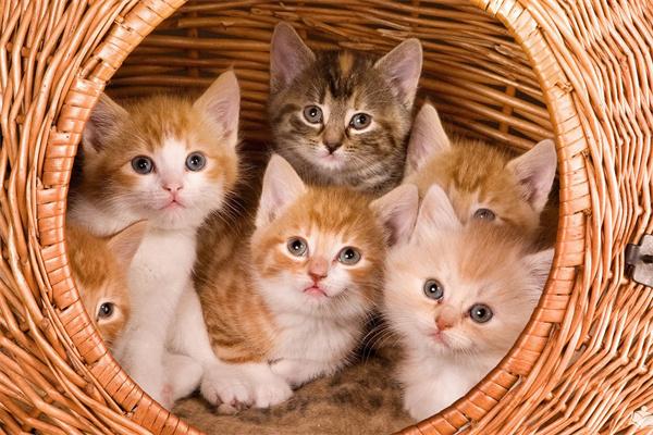 猫咪冬天食欲下降怎么办