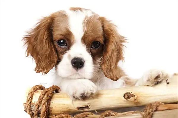 母狗怀孕如何补充营养? 母狗怀孕如何补充营养?