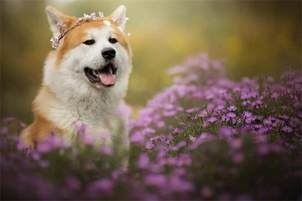 狗狗为什么能够辨别草药? 狗狗为什么能够辨别草药?