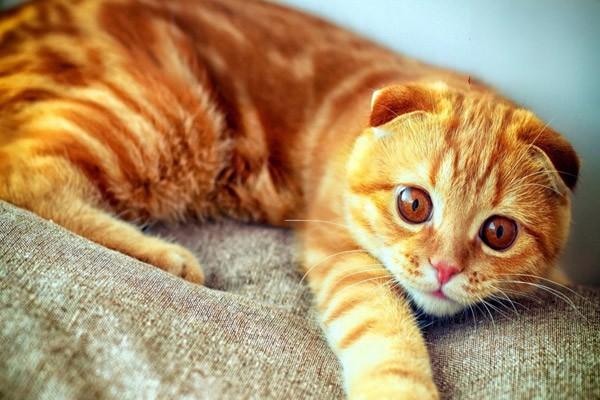 犬猫幼仔脑垂体功能不全治疗方案 犬猫幼仔脑垂体功能不全治疗方案