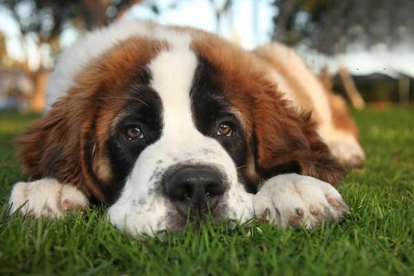 犬猫胫神经麻痹 犬猫胫神经麻痹
