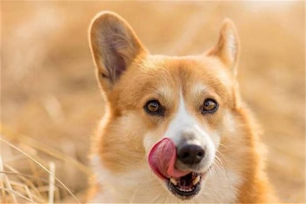 狗狗可以吃冰棍吗？