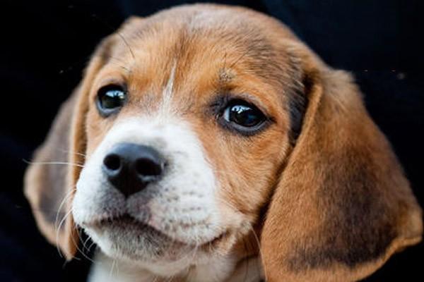 犬猫面神经麻痹治疗方案