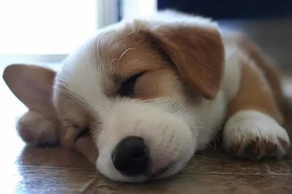犬猫椎间盘疾病治疗方案 犬猫椎间盘疾病治疗方案