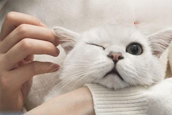 犬猫椎间盘疾病 犬猫椎间盘疾病
