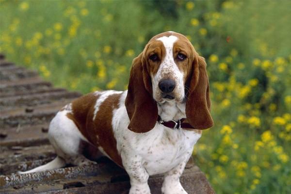 犬猫肝性脑病治疗方案 犬猫肝性脑病治疗方案