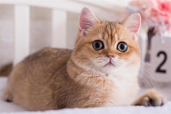 猫咪眉毛秃了是怎么回事？