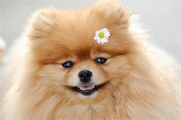 狗狗换粮 狗狗换粮