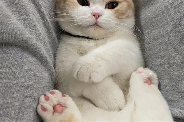 猫咪怀孕可以驱虫吗? 猫咪怀孕可以驱虫吗?
