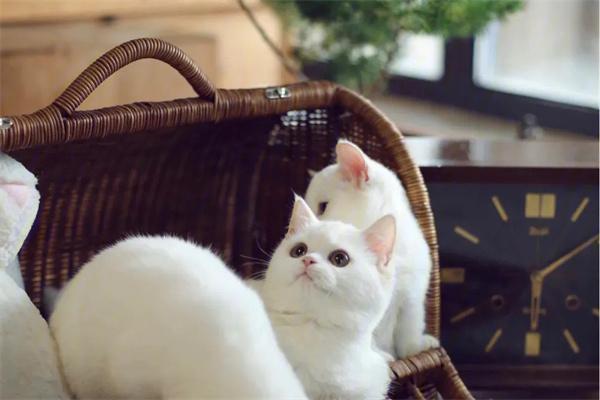 猫咪怀孕可以驱虫吗? 猫咪怀孕可以驱虫吗?