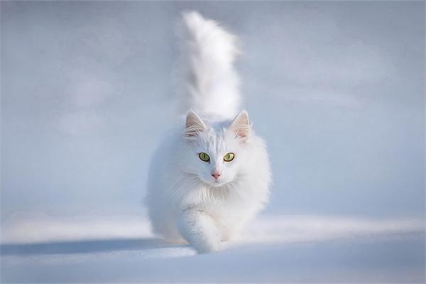 怎么知道猫咪生产完了没有? 怎么知道猫咪生产完了没有?