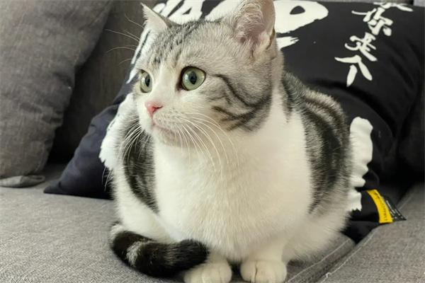 怎么知道猫咪生产完了没有? 怎么知道猫咪生产完了没有?