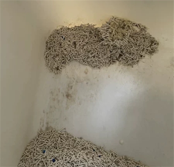 豆腐猫砂测评 豆腐猫砂测评