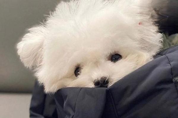 犬猫脑震荡及脑挫伤 犬猫脑震荡及脑挫伤