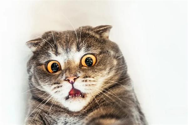 猫咪尿闭 猫咪尿闭