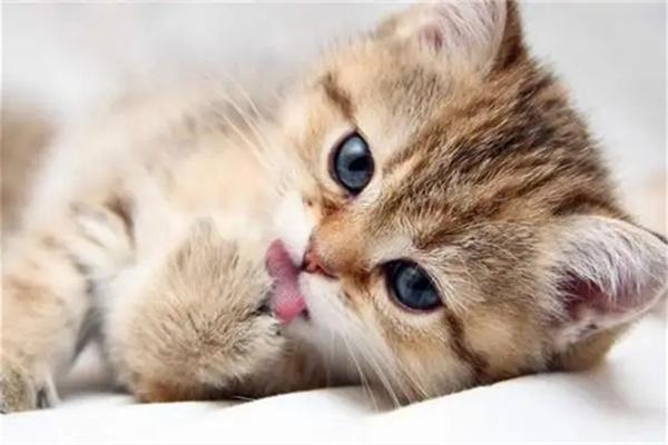 猫咪尿闭的快速治疗方法 猫咪尿闭的快速治疗方法