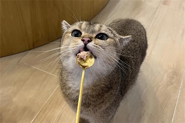 幼猫粮和成猫粮有什么区别? 幼猫粮和成猫粮有什么区别?