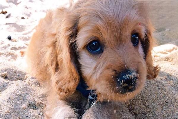 犬猫心包炎 犬猫心包炎
