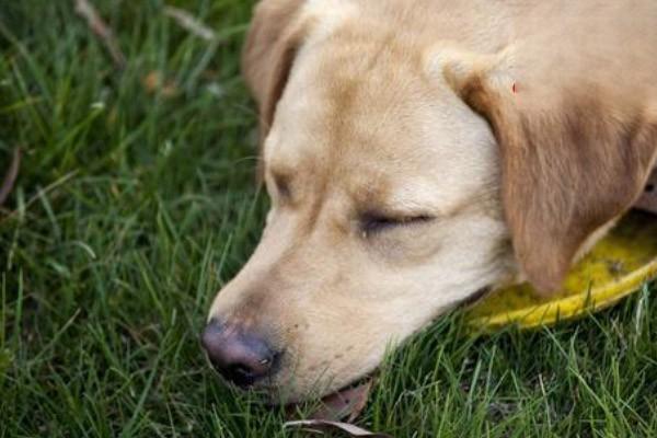 犬猫心肌炎 犬猫心肌炎