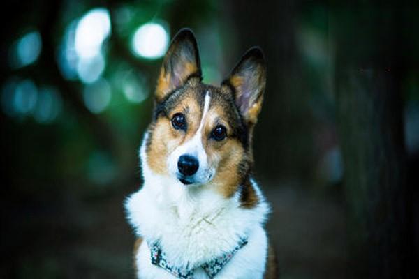 犬猫心肌炎治疗方案 犬猫心肌炎治疗方案
