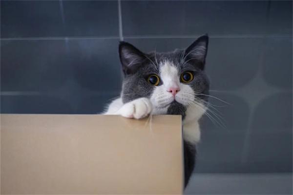 猫咪会记仇吗? 猫咪会记仇吗?