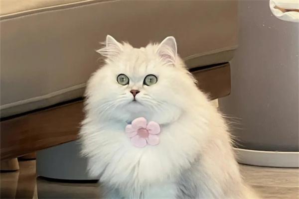猫咪会记仇吗? 猫咪记仇会怎么样?
