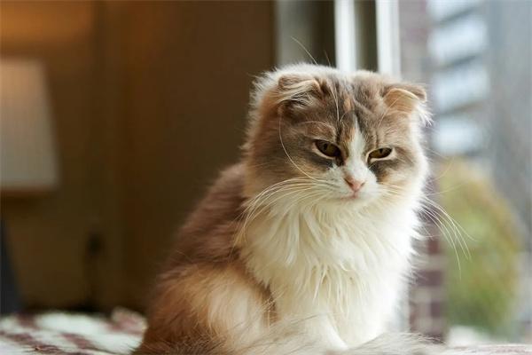 猫掉毛 猫掉毛