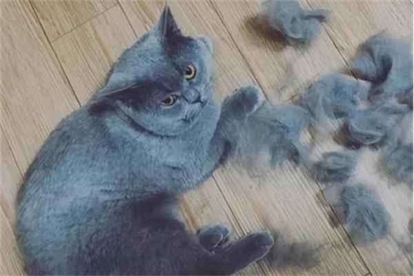 给猫咪吃鱼油真的可以减少掉毛吗? 给猫咪吃鱼油真的可以减少掉毛吗?