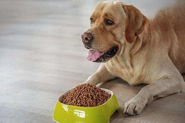 犬猫肾盂积水临床症状 犬猫肾盂积水临床症状