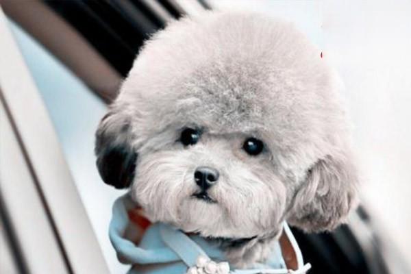 犬猫尿毒症 犬猫尿毒症
