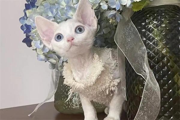 怎么知道自己是否对猫咪过敏? 怎么知道自己是否对猫咪过敏?