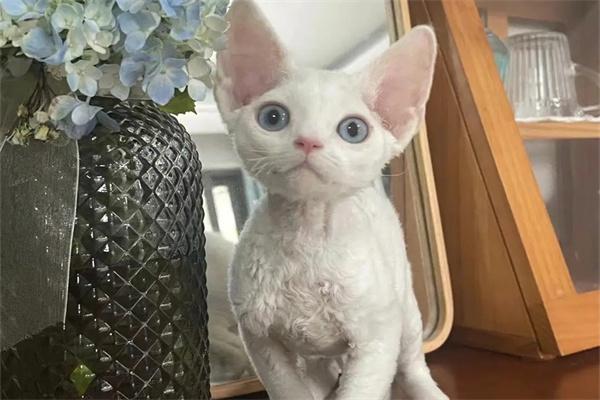 怎么知道自己是否对猫咪过敏? 怎么知道自己是否对猫咪过敏?