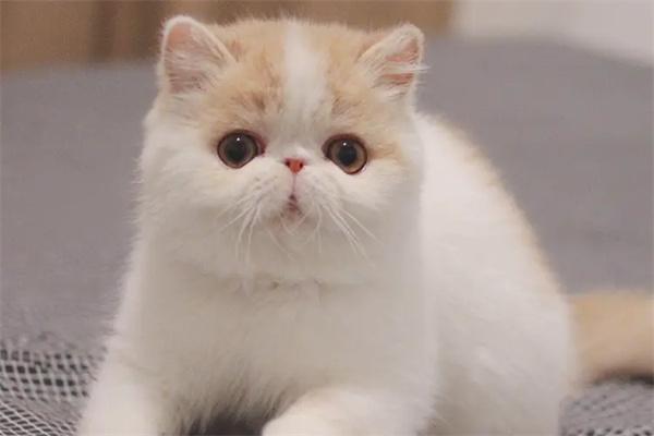 折耳猫的寿命 折耳猫的寿命