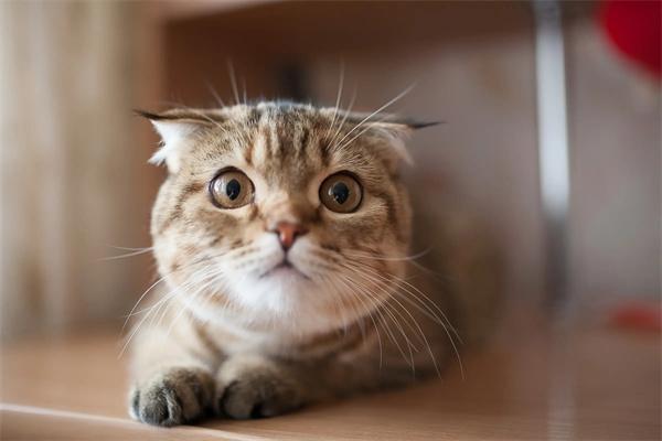 折耳猫寿命一般多少年? 折耳猫寿命一般多少年?