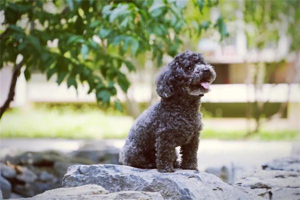 春节带狗狗回家要注意什么? 春节带狗狗回家要注意什么?