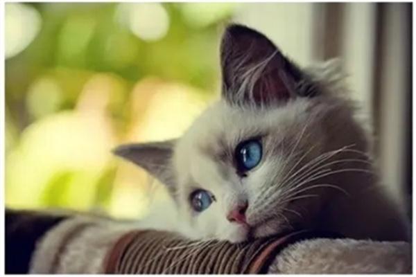 如何避免猫咪晕车? 猫咪晕车怎么办?