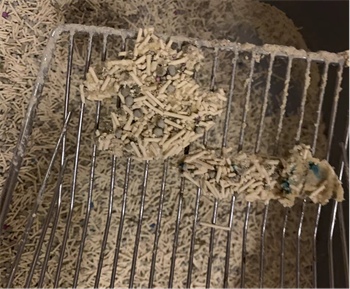 猫砂测评