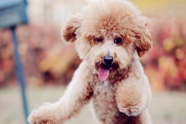 犬猫肾小球肾炎 犬猫肾小球肾炎