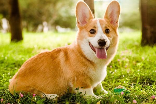 1625629750111877.jpg 犬猫尿道狭窄和尿道阻塞