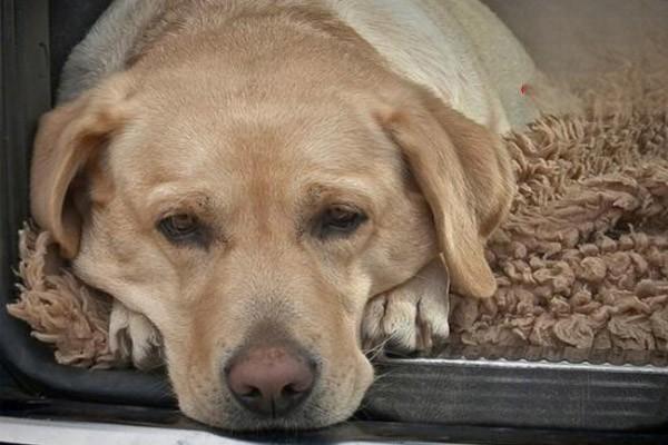 犬猫膀胱痉挛 犬猫膀胱痉挛