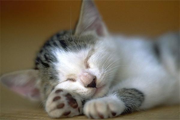 猫咪太瘦了怎么增肥? 猫咪太瘦了怎么增肥?