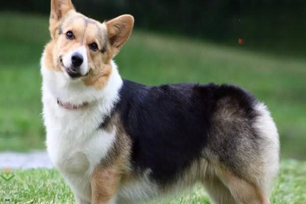 犬猫产后抽搐 犬猫产后抽搐